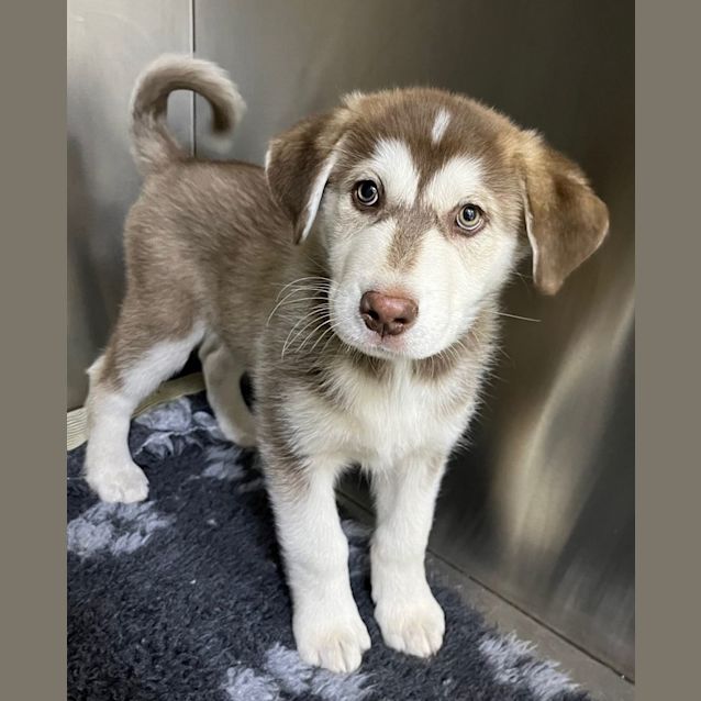 Maremma husky mix sale