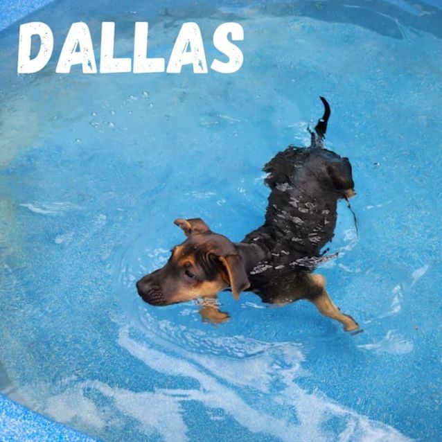 Photo of Dallas