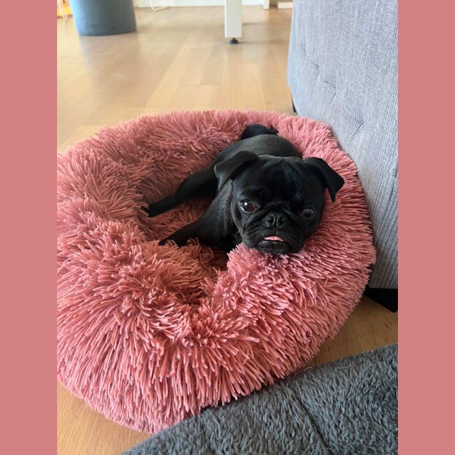 Photo of Pippa The Pug