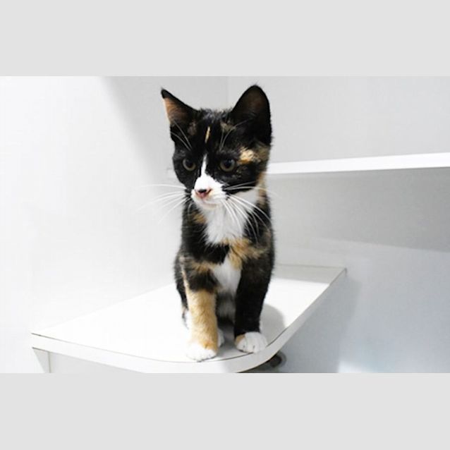 Photo of Saskia 10914