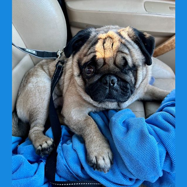 Photo of Percy The Pug