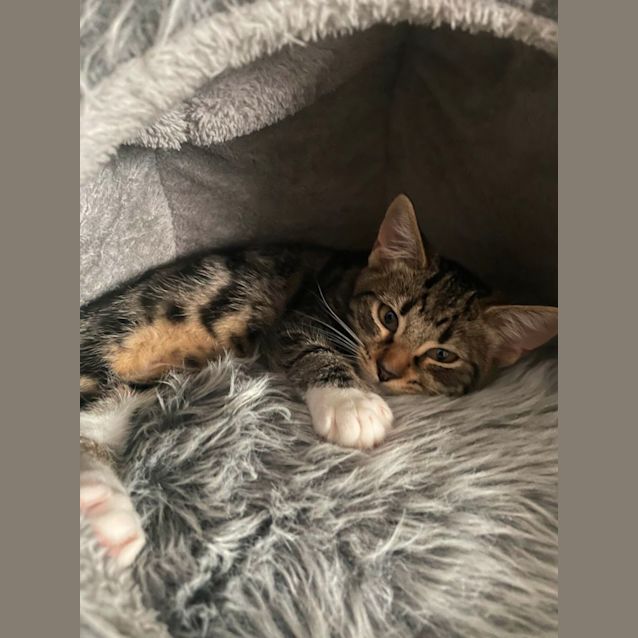 Photo of Rocky (Located In Bundoora)