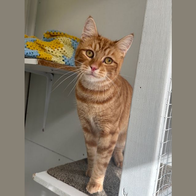 Photo of Apollo
