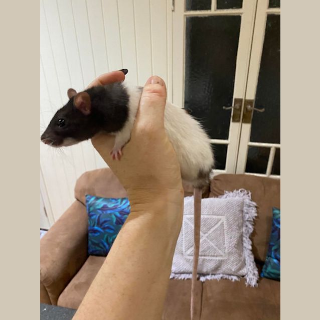 Photo of Mumma Rat 2