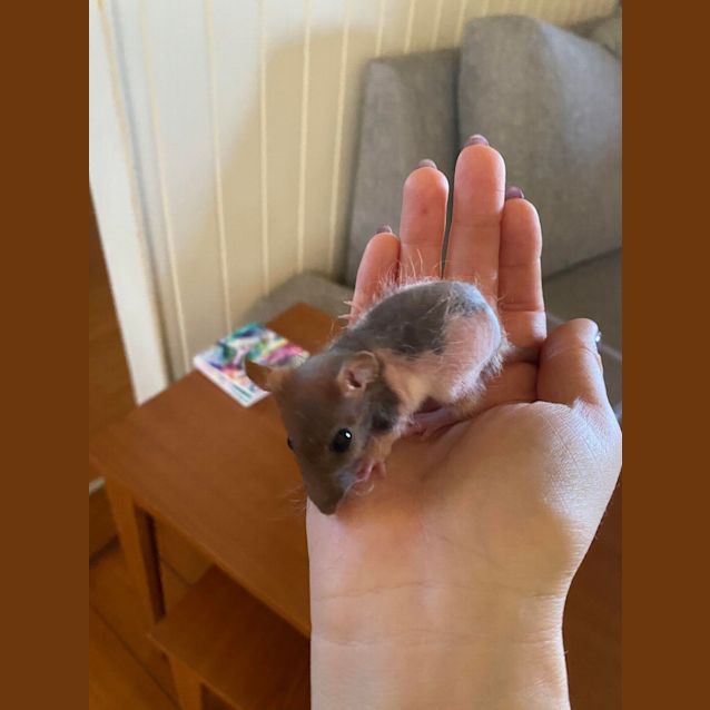 Photo of Baby Rat 2