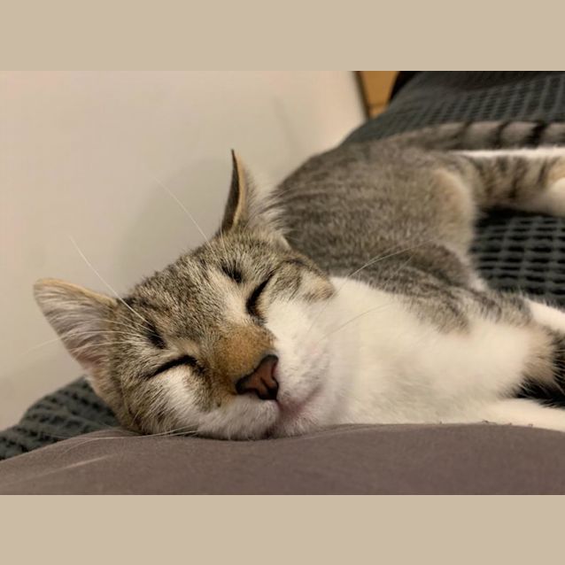 Photo of Mocha