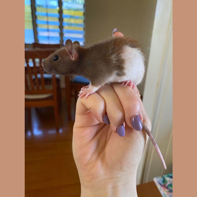 Photo of Baby Rat 3