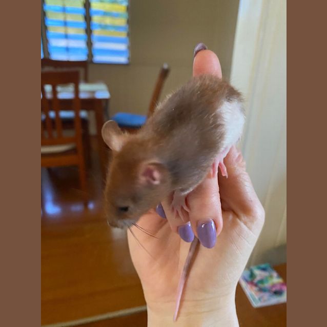 Photo of Baby Rat 3