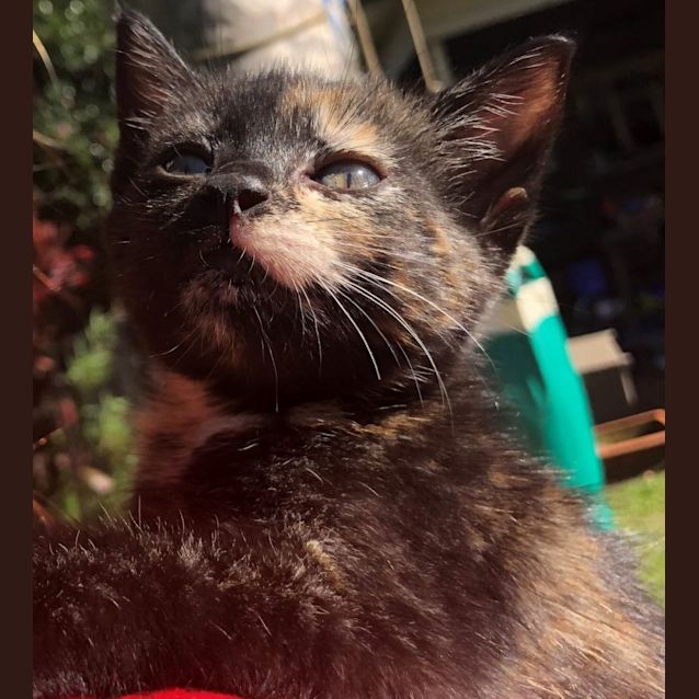 Photo of Callie