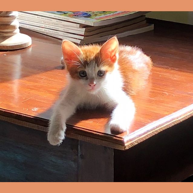 Photo of Kinta
