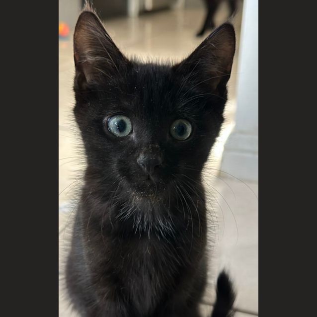 Photo of Midnight