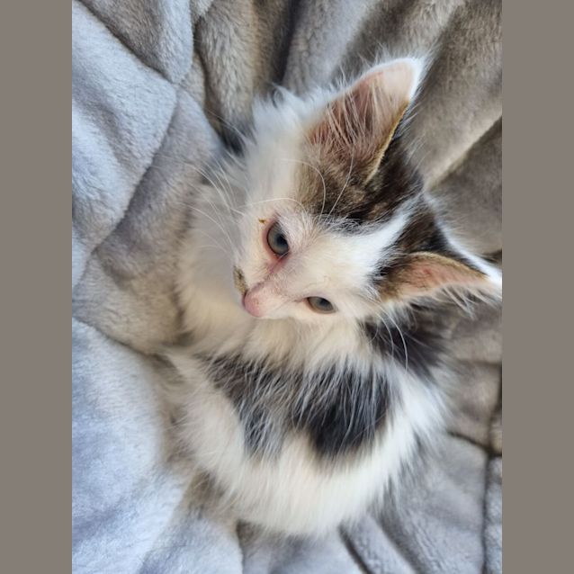 Photo of Piccolo