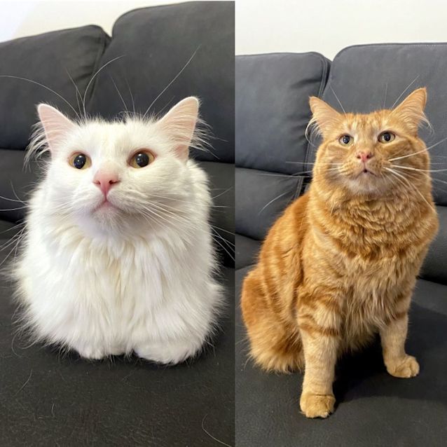 Photo of Smudge Rsuk004640 & Paul Anka Sua011351