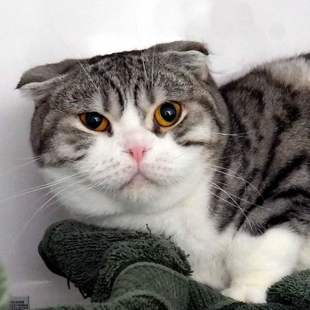 Photo of Mc Muffin Sta011319