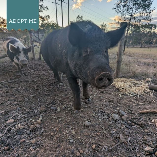 Photo of Cyril And Pippin