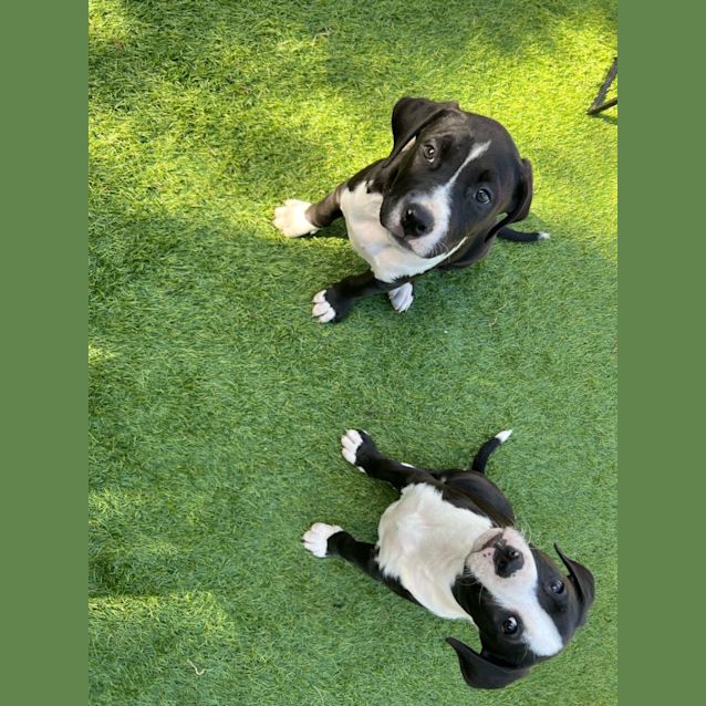 Photo of Remy   8 Week Old Border Collie X Staffy (Trial)