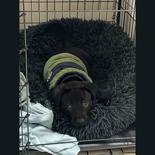 Photo of Bounce   10 Week Old Labrador X Staffy (Trial)