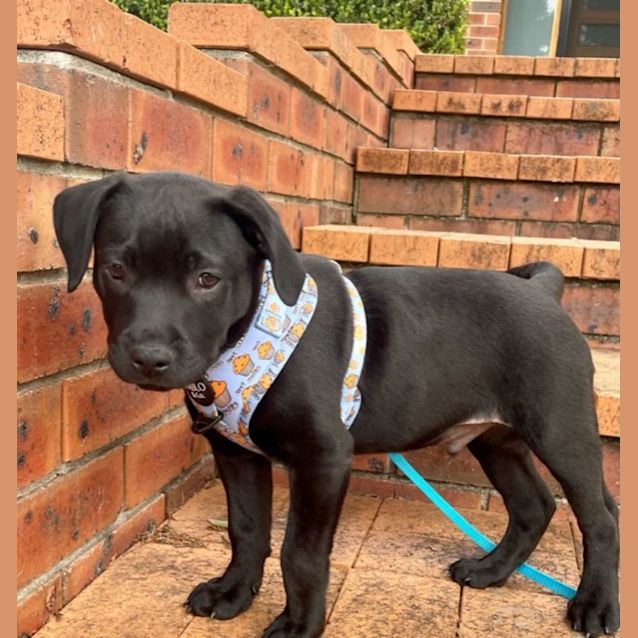 Photo of Bounce   10 Week Old Labrador X Staffy (Trial)