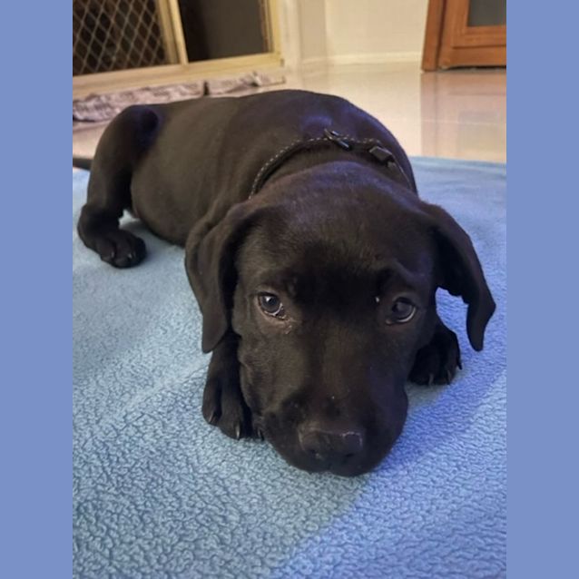 Photo of Bounce   10 Week Old Labrador X Staffy (Trial)