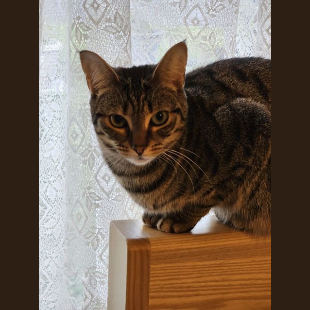 Photo of Tilly