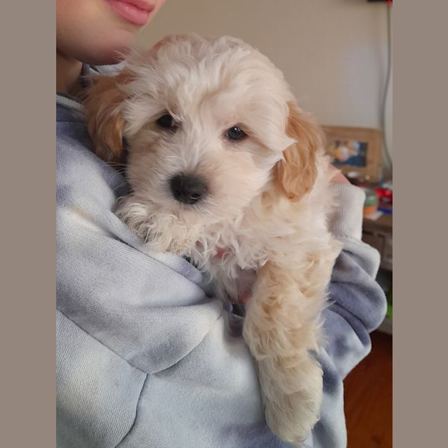 Photo of Bruno