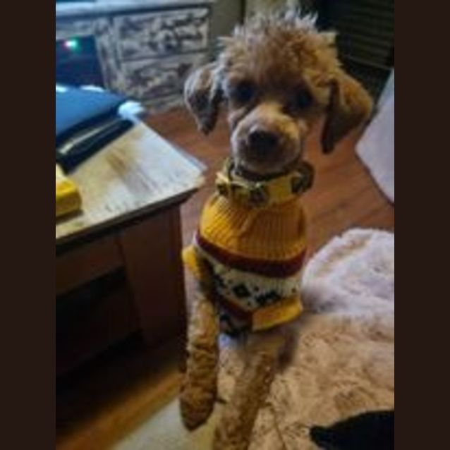 Photo of Dobby