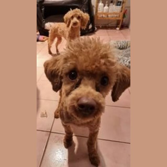 Photo of Dobby