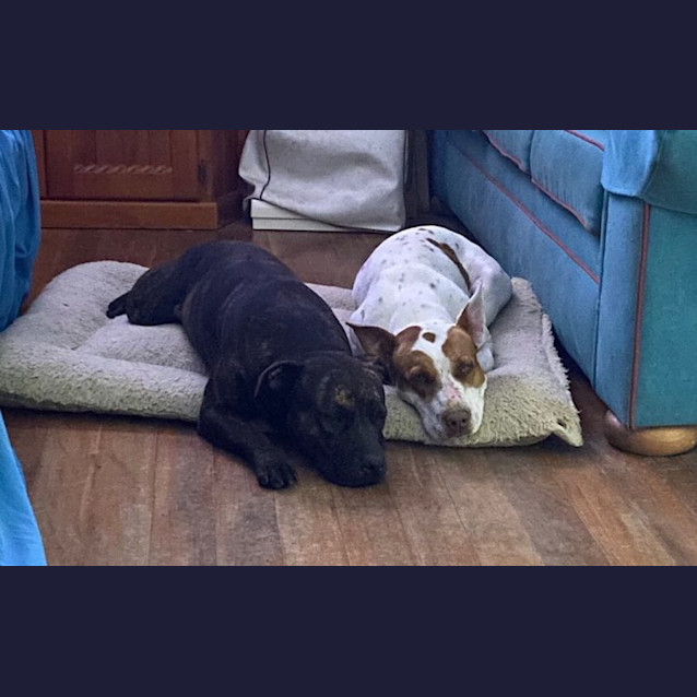 Photo of Pebbles And Bam Bam