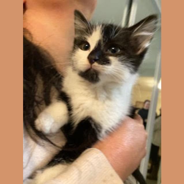 Photo of Sox (Was Patricia)