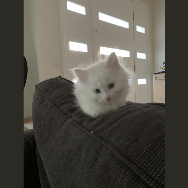 Photo of Snowflake