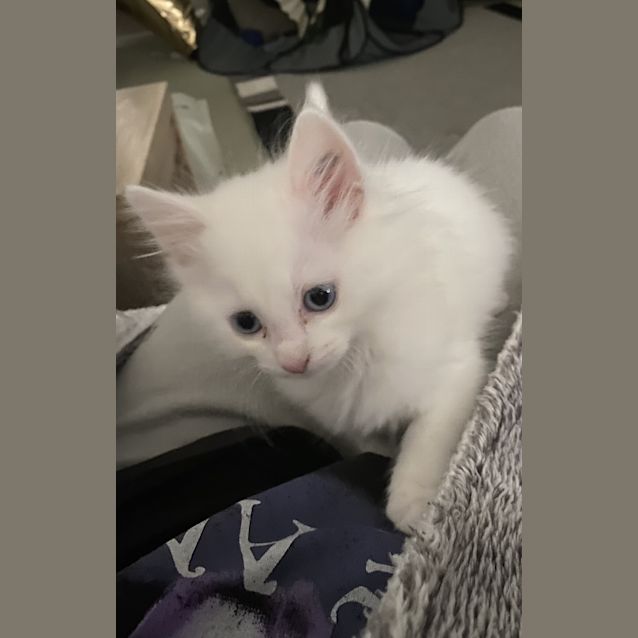 Photo of Snowball