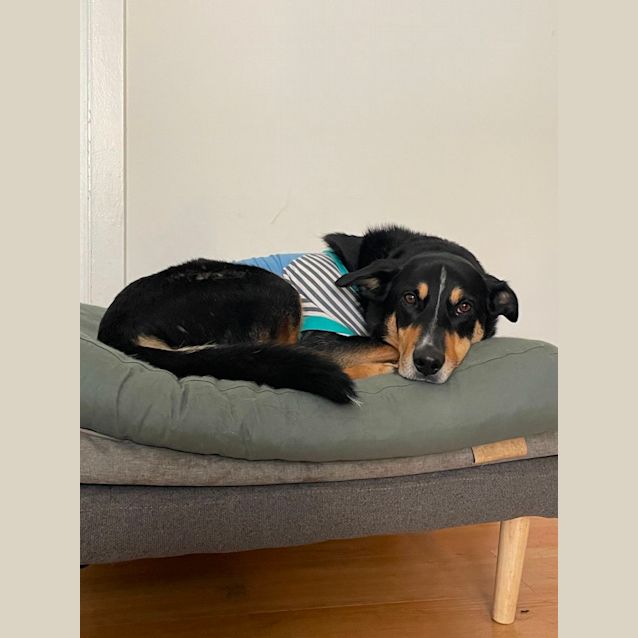 Photo of Juno