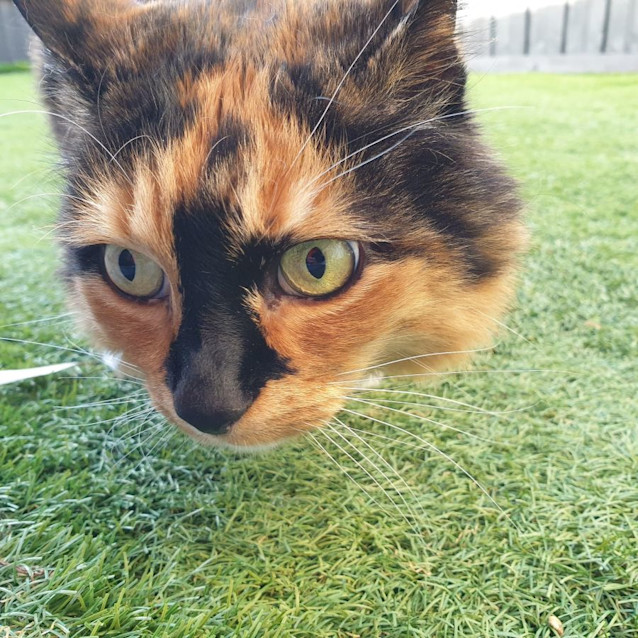 Photo of Lady