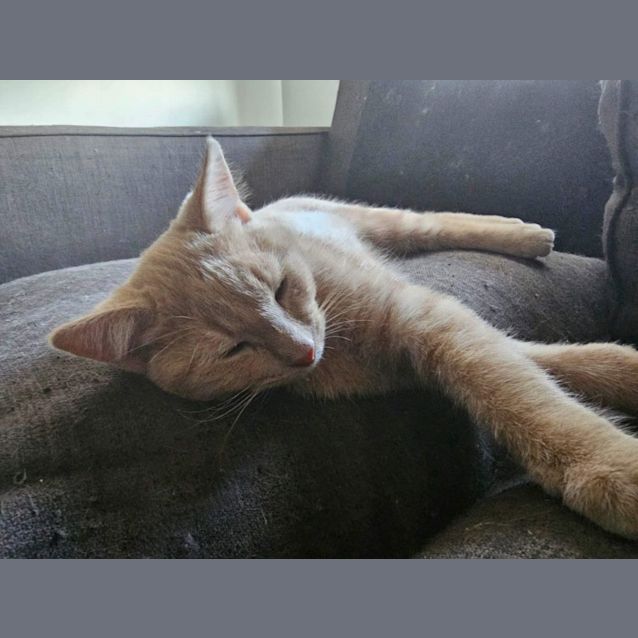 Photo of Rosie *9 Lives Project Rescue*