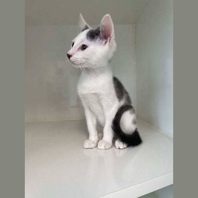 Photo of Ragamuffin