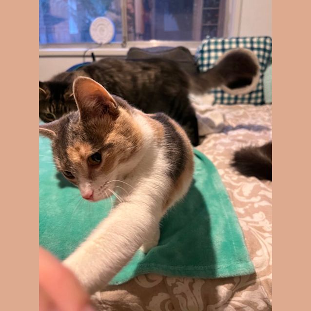 Photo of Lexi *9 Lives Project Rescue*