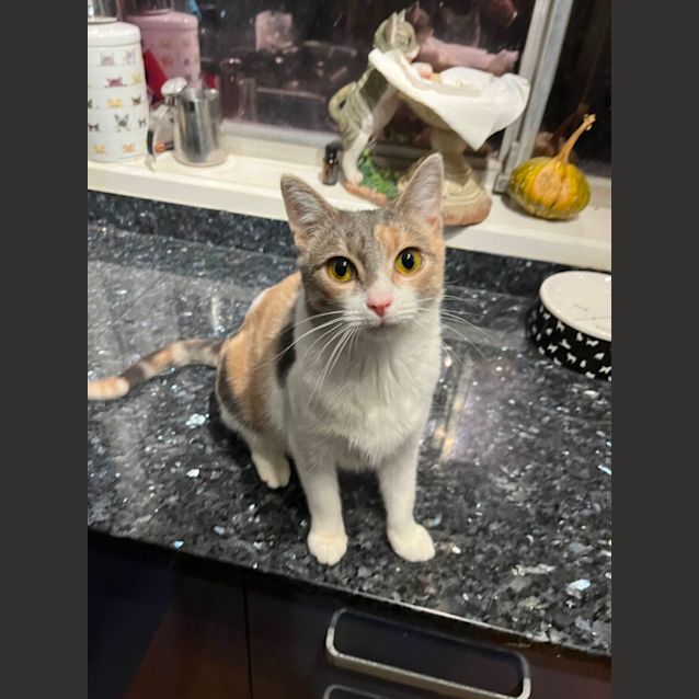 Photo of Lexi *9 Lives Project Rescue*