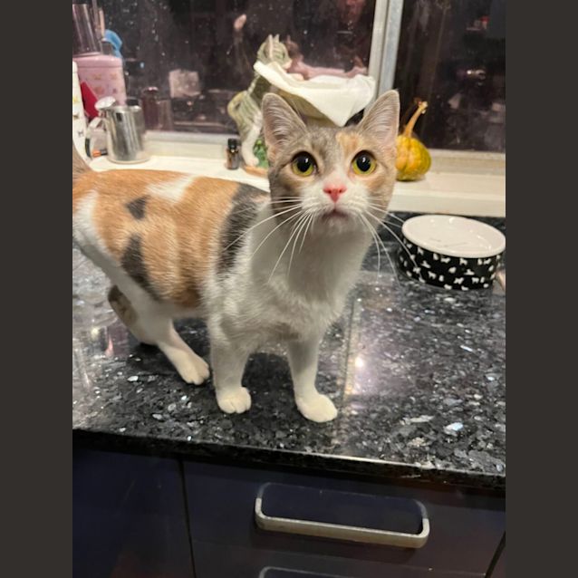 Photo of Lexi *9 Lives Project Rescue*