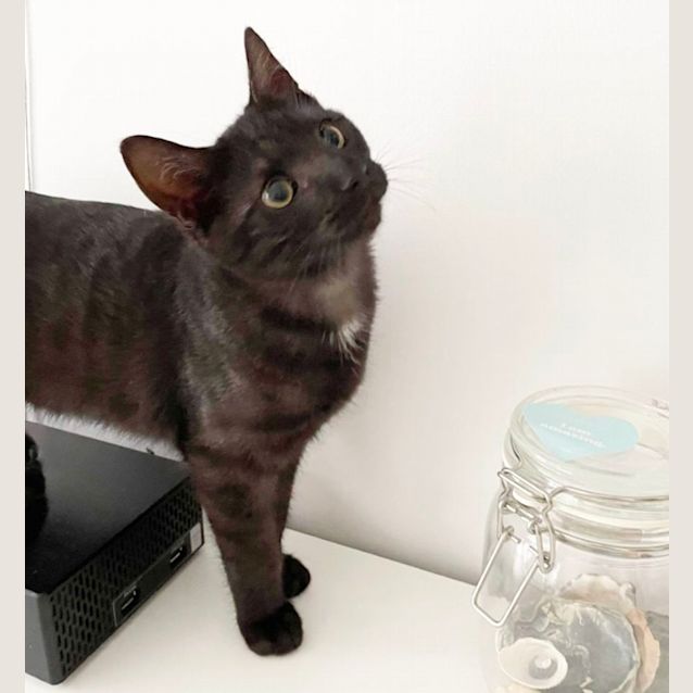 Photo of Raven (Claw)