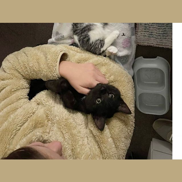 Photo of Raven (Claw)