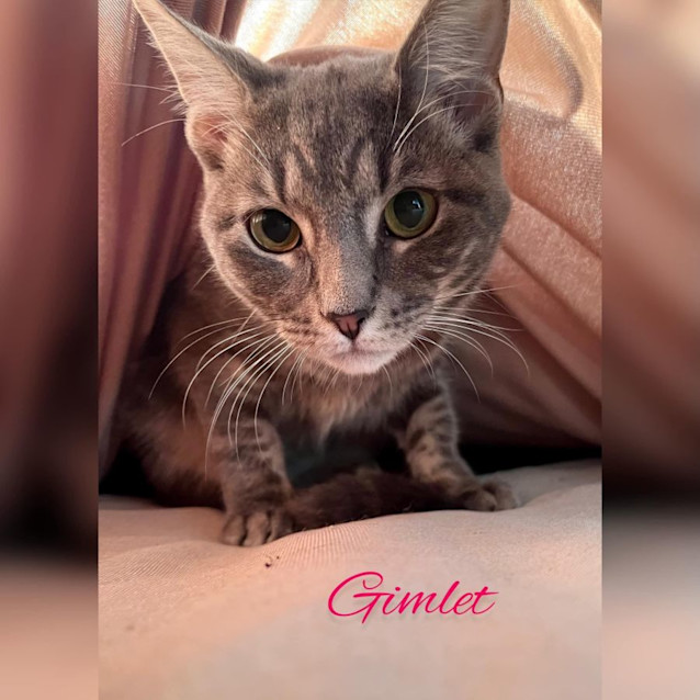 Photo of Gimlet