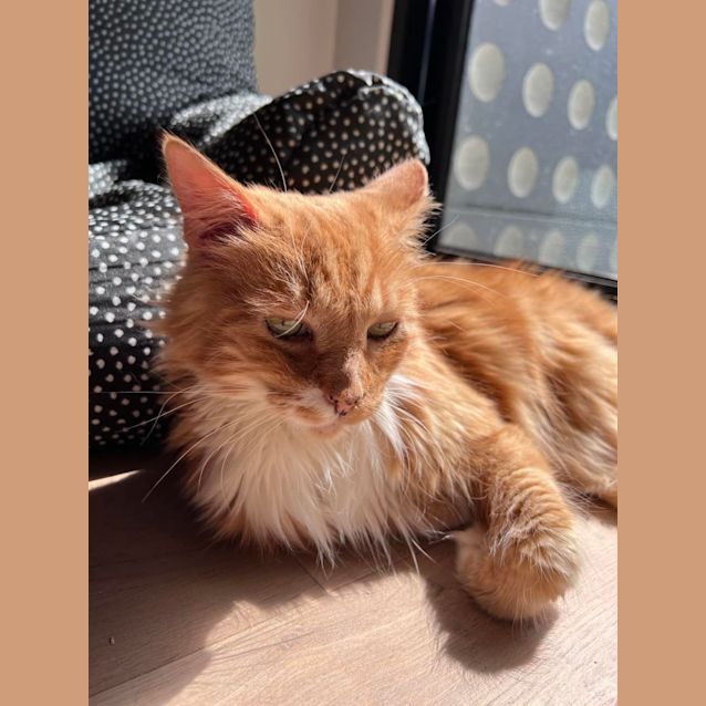 Photo of Moo   Located In Carlton 