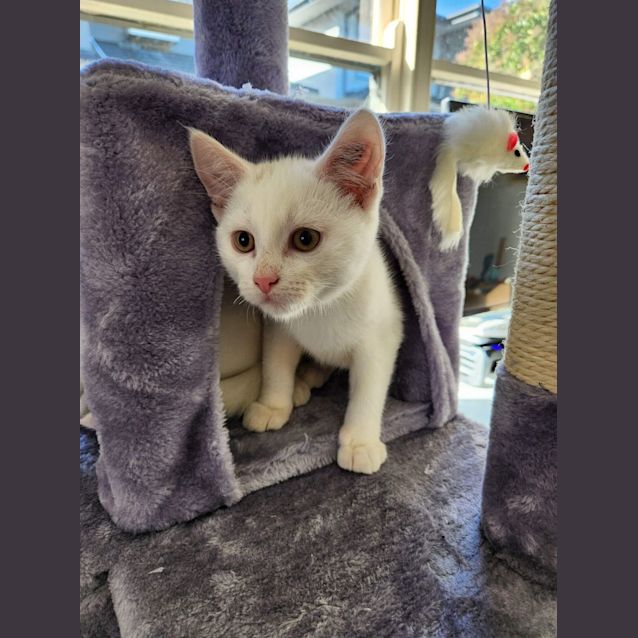 Photo of Jon Snow Meet Me At Petstock Hastings 18/6/23