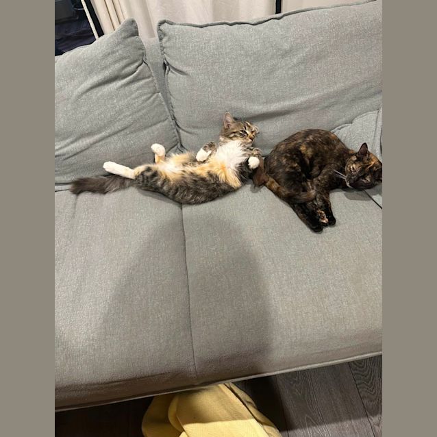Photo of Inky And Aura