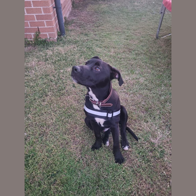 Photo of Quartz *$250 Adoption Fee*