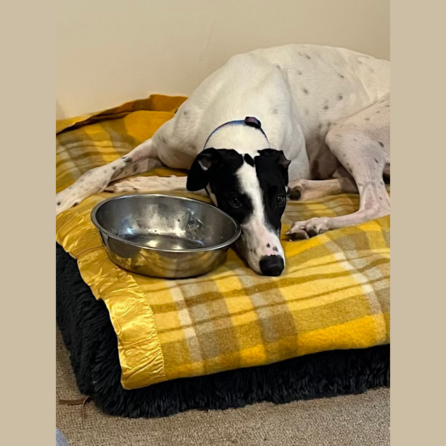 Photo of Archie