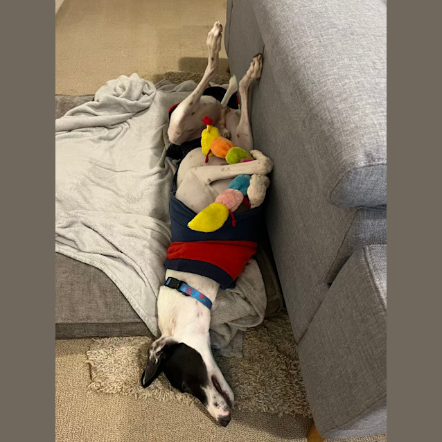 Photo of Archie