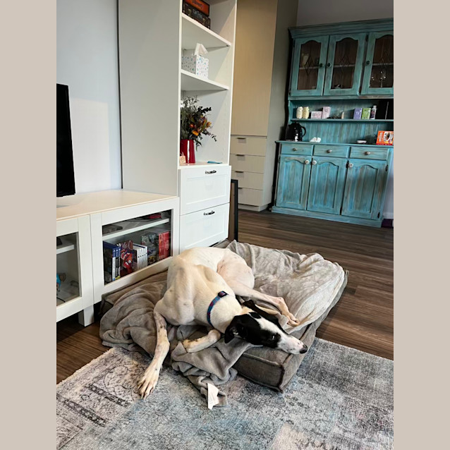 Photo of Archie