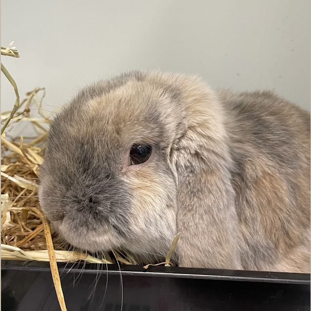 Photo of Harvey