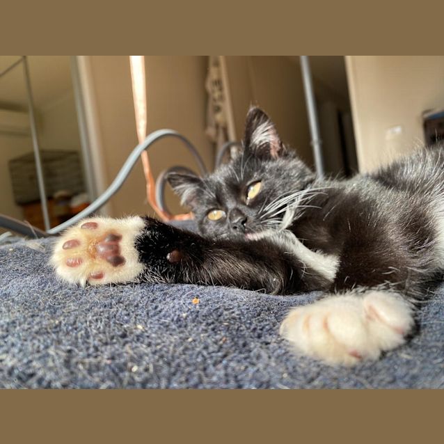 Photo of Little Queen Charlie
